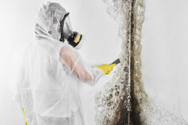 Best Black Mold Removal  in Lebanon, NH