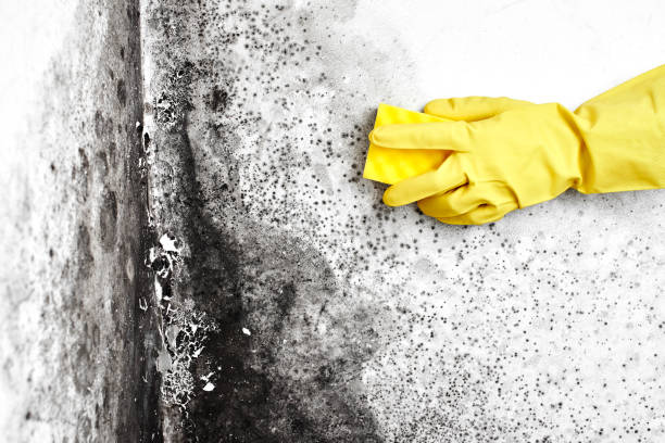 Best Local Mold Removal Service  in Lebanon, NH