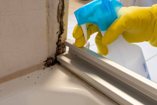 Best Toxic Mold Removal  in Lebanon, NH