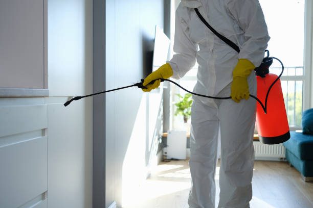 Best Best Mold Removal Companies  in Lebanon, NH
