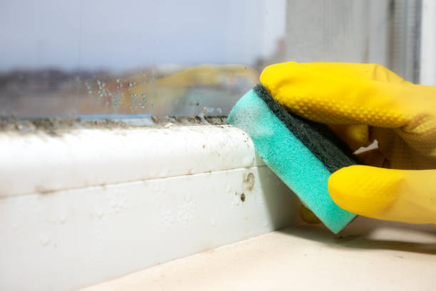 Best Mold Removal Near Me  in Lebanon, NH