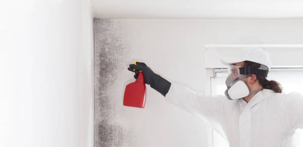 Best Mold Damage Repair  in Lebanon, NH