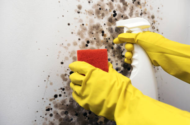 Best Mold Testing  in Lebanon, NH