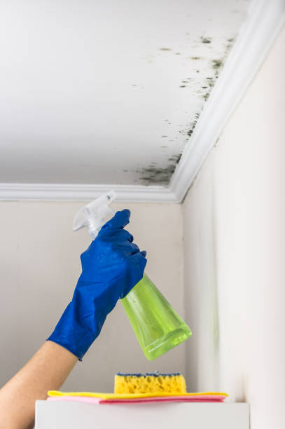 Best Fast Mold Removal  in Lebanon, NH