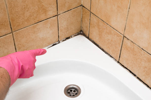 Best Crawl Space Mold Removal  in Lebanon, NH
